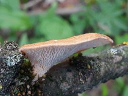 Neofavolus alveolaris