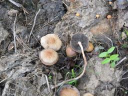 Panaeolus cinctulus