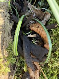 Xylaria polymorpha