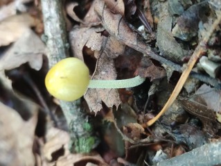 Bolbitius titubans