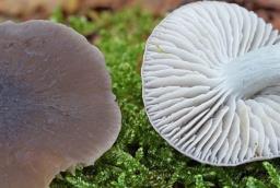 Dermoloma cuneifolium