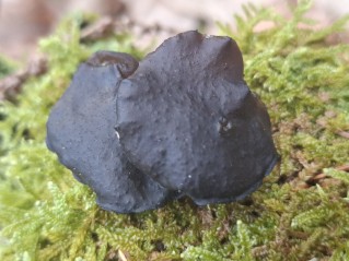 Exidia glandulosa