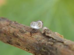 Hohenbuehelia cyphelliformis