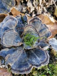 Trametes versicolor