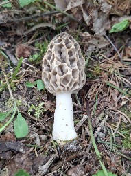 Morchella esculenta