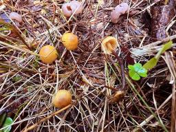 Galerina atkinsoniana