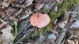 Pycnoporus cinnabarinus