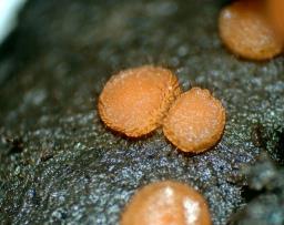 Cheilymenia dennisii