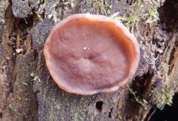 Discina ancilis
