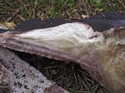 Boletopsis leucomelaena
