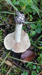 Hebeloma sinapizans