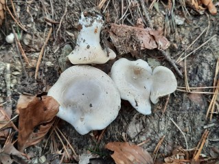 Clitopilus prunulus