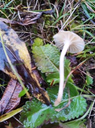 Cuphophyllus virgineus