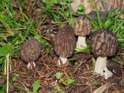 Morchella deliciosa