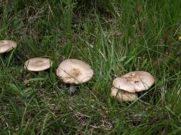 Melanoleuca exscissa