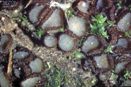 Wilcoxina gregaria