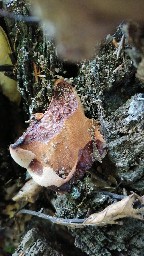 Fistulina hepatica