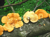 Neofavolus alveolaris