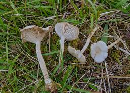 Collybia rivulosa