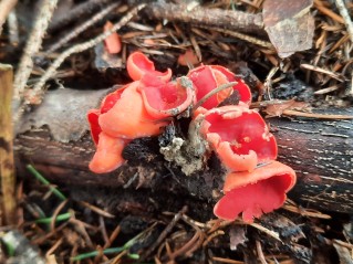 Sarcoscypha austriaca