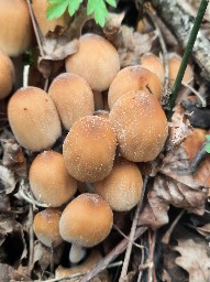 Coprinellus micaceus