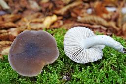 Dermoloma cuneifolium