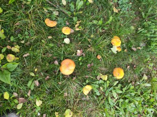 Suillus grevillei