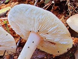 Rhodocollybia prolixa
