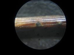 Heterotruncatella spartii