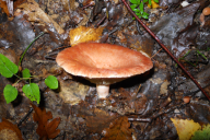 Lactarius torminosus