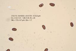 Psathyrella marquana