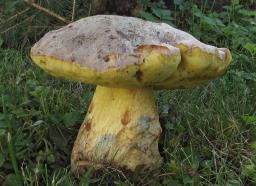 Butyriboletus appendiculatus