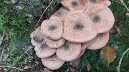 Armillaria ostoyae
