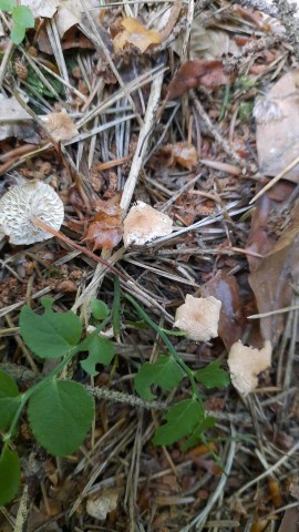 Mycetinis scorodonius