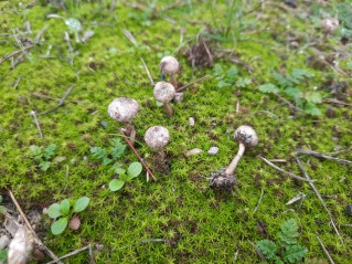Tulostoma brumale