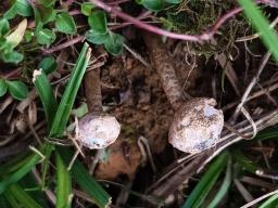 Tulostoma brumale