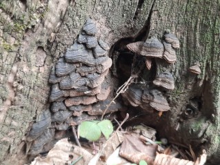 Hymenochaete rubiginosa
