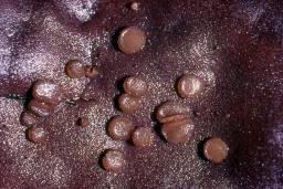 Anthracobia rehmii