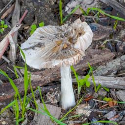 Volvopluteus gloiocephalus