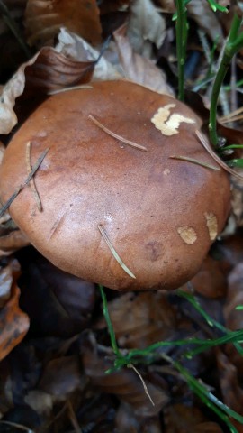 Imleria badia