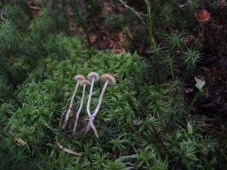 Sagaranella tylicolor