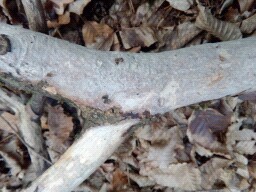 Vuilleminia comedens