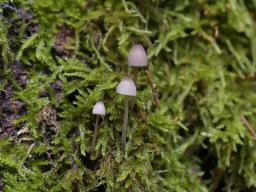 Linopodium filopes