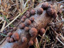 Hypoxylon howeanum