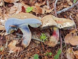 Caloboletus polygonius