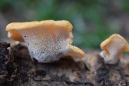 Neofavolus alveolaris