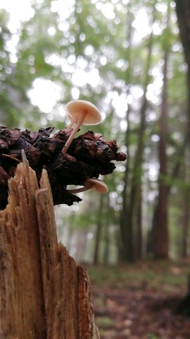 Baeospora myosura