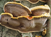 Xanthoporia radiata