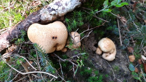 Scleroderma citrinum