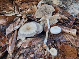 Clitocybe metachroa